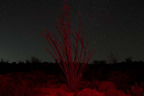 Anza Borrego, 2026