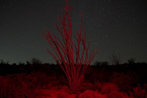 Anza Borrego, 2026